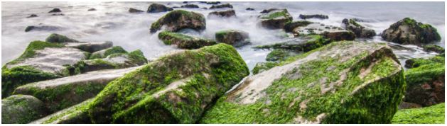 Moss on rock